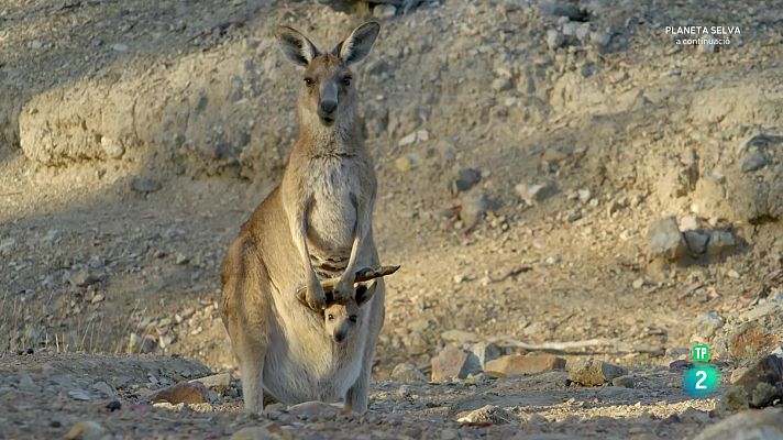 Som Documentals - La vida secreta dels cangurs. Episodi 3 - La vida del mascle