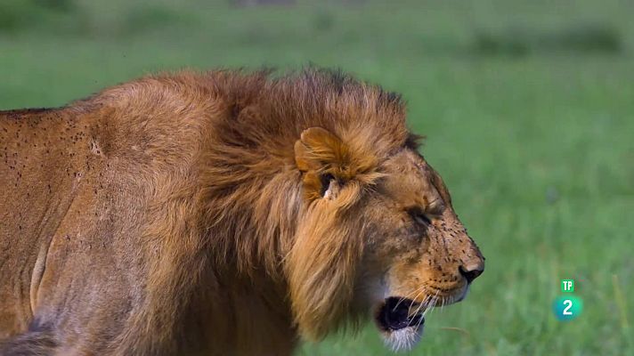 Som Documentals - Grans espècies d'Àfrica: Episodi 1. Grans felins