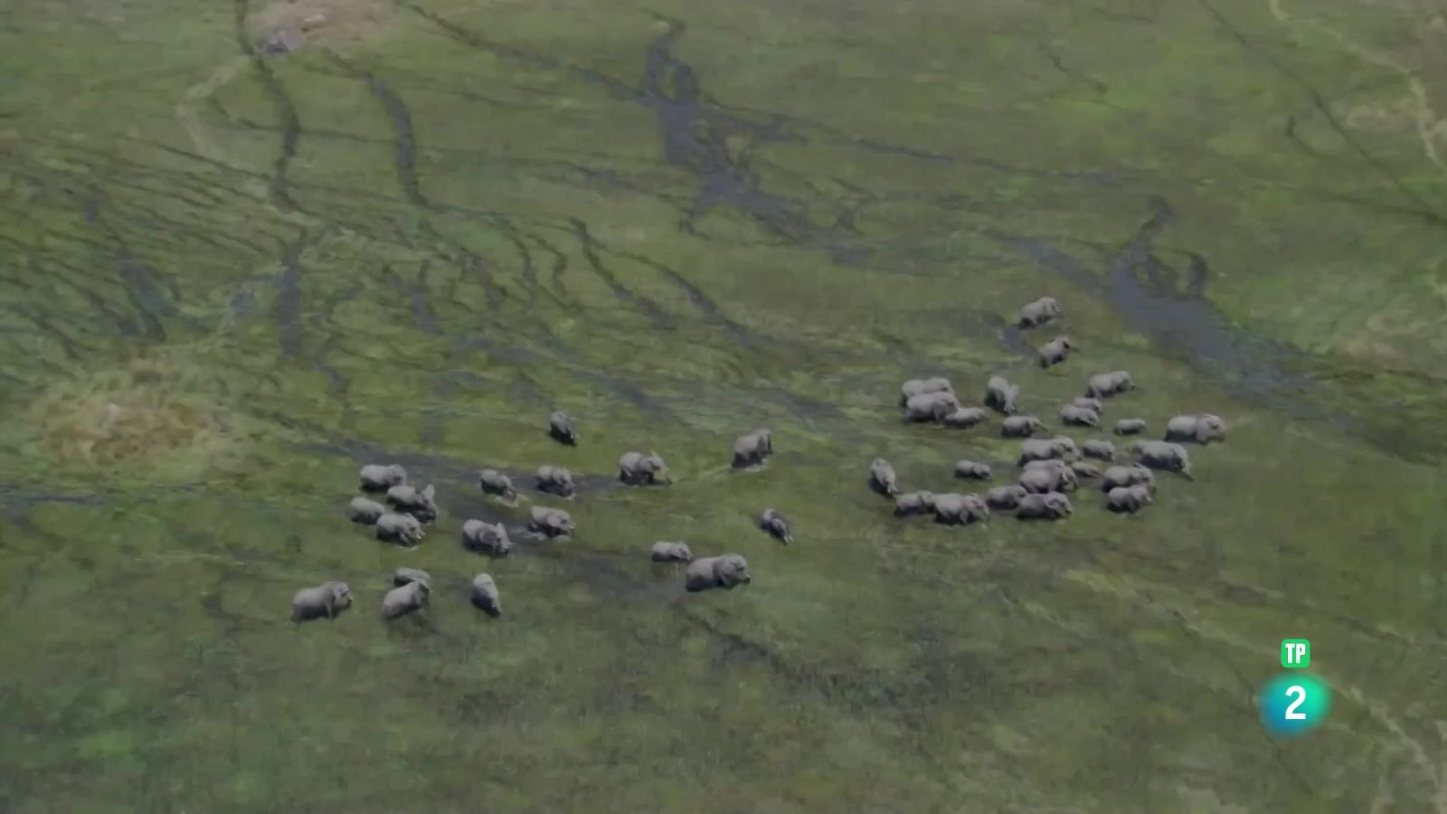 Com parlen els animals entre ells - Grans documentals - Som Documentals | Veure documental