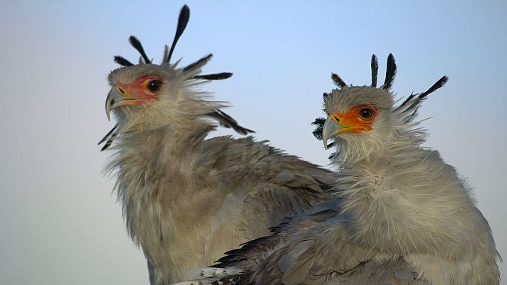Grandes especies de África - Carroñeros