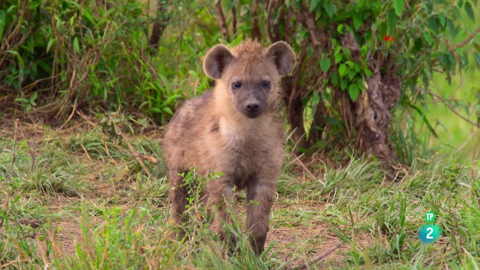 Grans Espècies d'Àfrica: 2. Carronyaires - Grans Documentals - Som Documentals | Veure documental