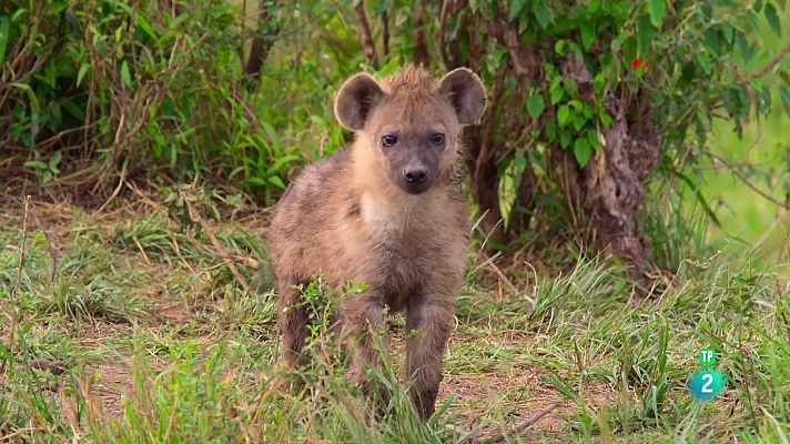 Som Documentals - Grans espècies d'Àfrica: Episodi 2. Carronyaires