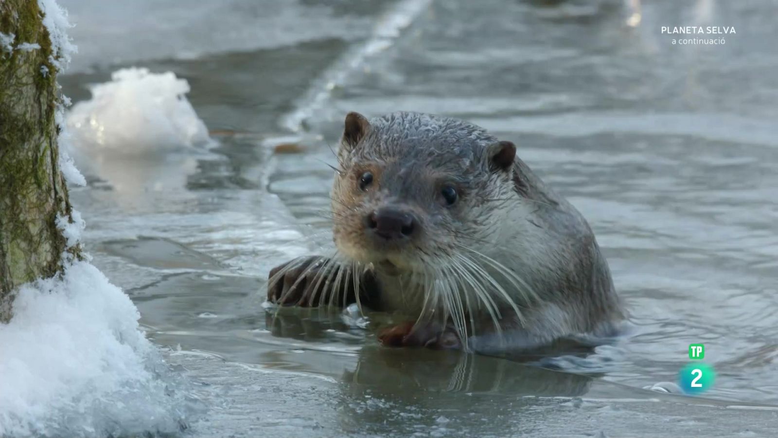 La fauna i la flora dels llacs secrets - Grans - Som Documentals | Veure documental