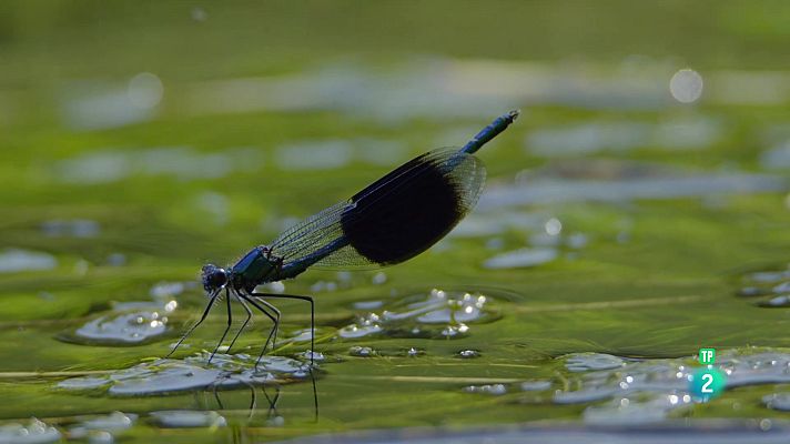 Som Documentals - El riu de libèl·lules