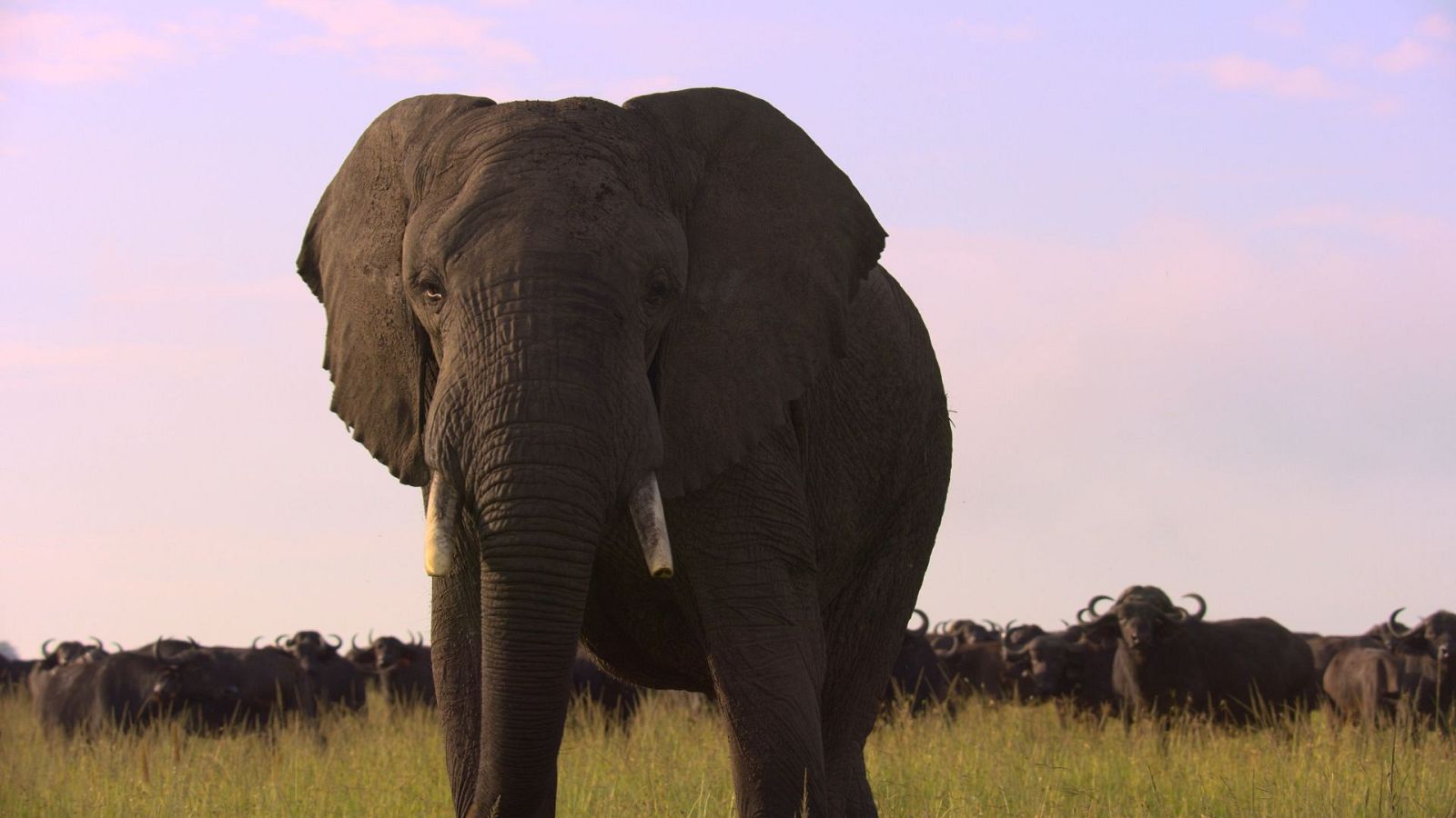 Grandes especies de África - Herbívoros de suelo y ramoneadores - Grandes especies de África | Ver