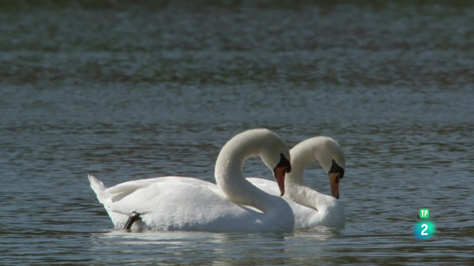 Un riu romànitc: La bellesa de la Vall del Leine - Som Documentals | Veure documental