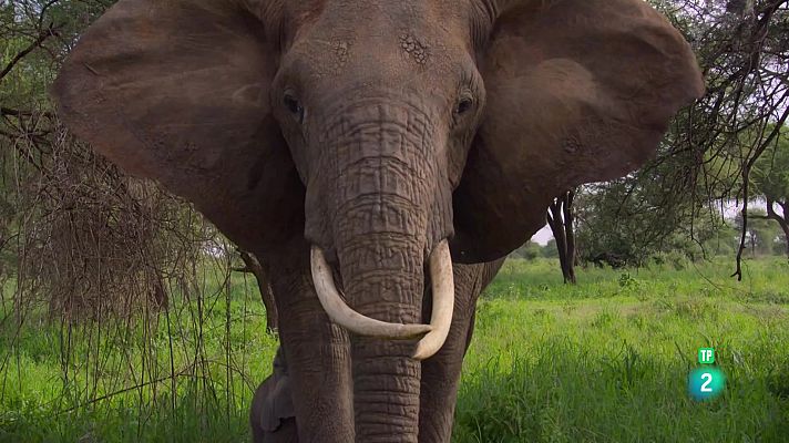 Som Documentals - Grans espècies d'Àfrica: Episodi 3. Herbívors de pastura i brostejadors