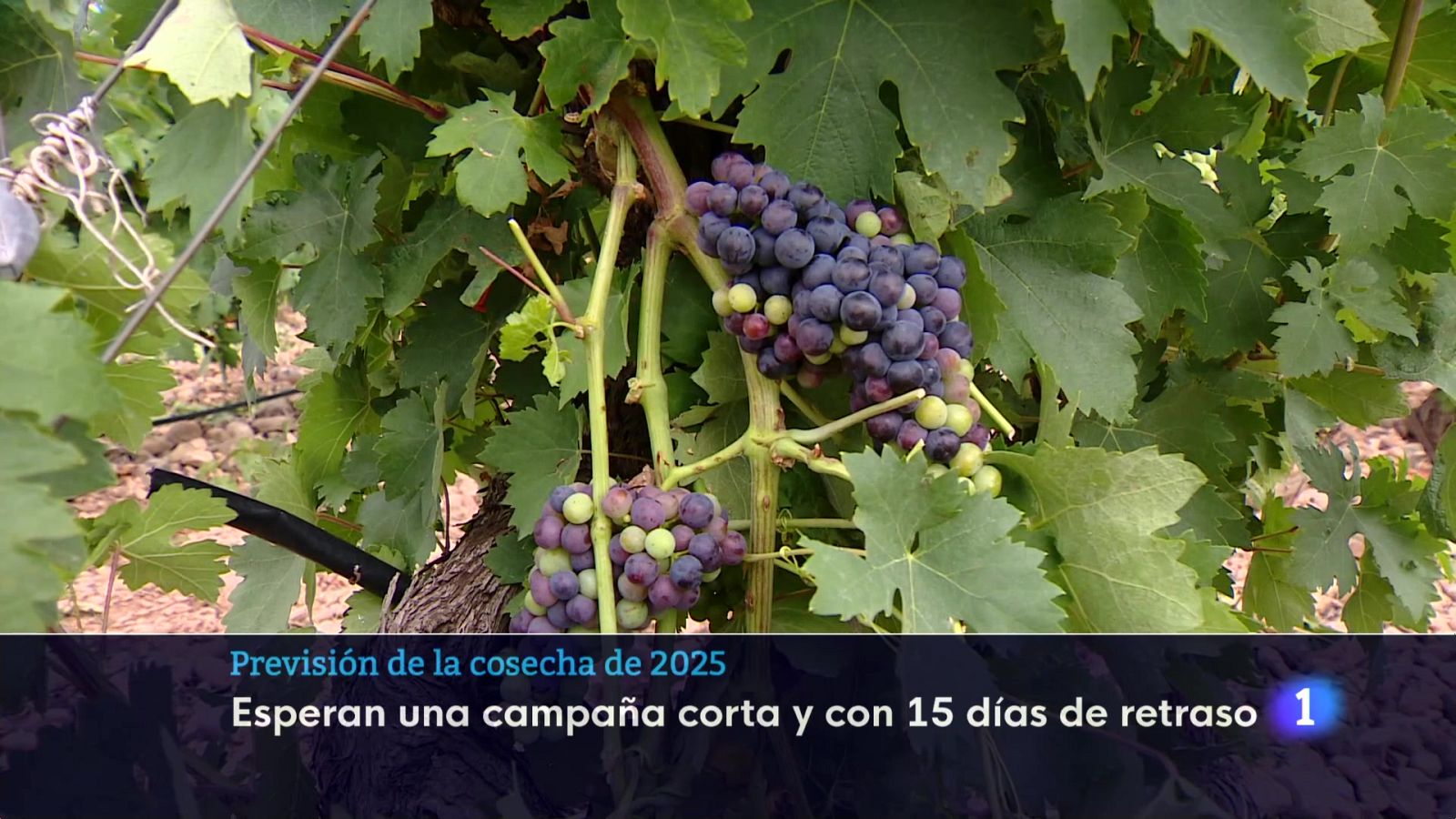 Telerioja en 2 - 01-08-2025 - Ver ahora | Ver