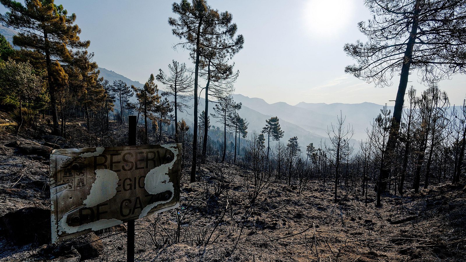 La vida bajo el suelo tras un incendio: microbiota forestal y recuperación | Ver