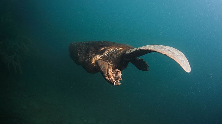 Somos Documentales - Castor, un superhéroe de la naturaleza