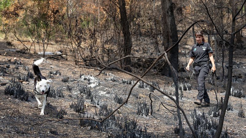 ¿Cómo se investigan los incendios forestales?