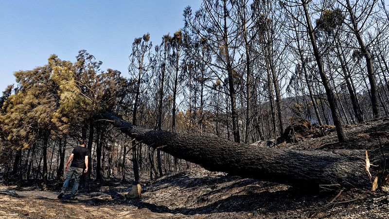 Más de 400 personas fueron detenidas o investigadas en 2023 por provocar incendios