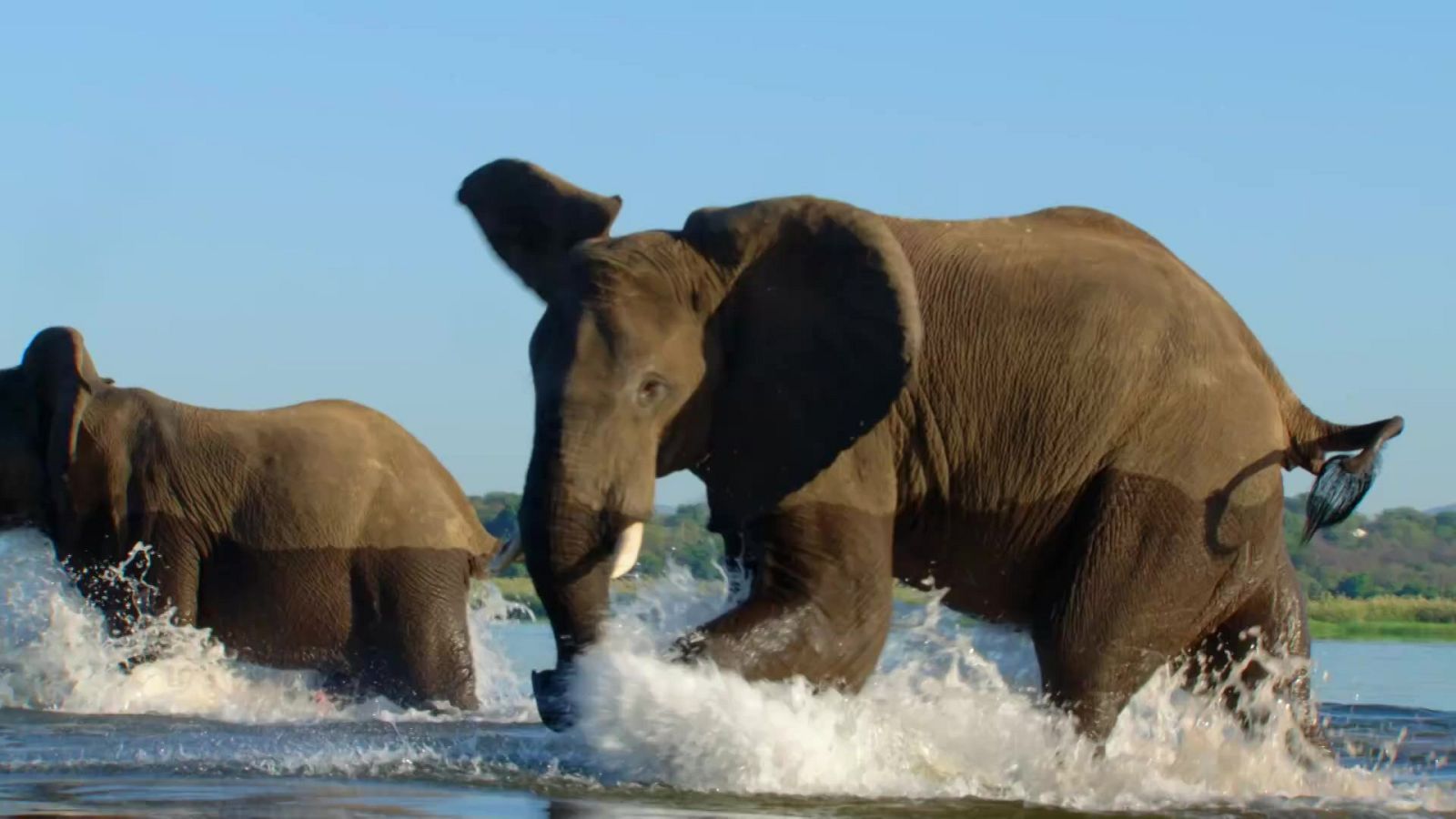 Els titans dels rius d'Àfrica - Grans documentals - Som Documentals | Veure documental