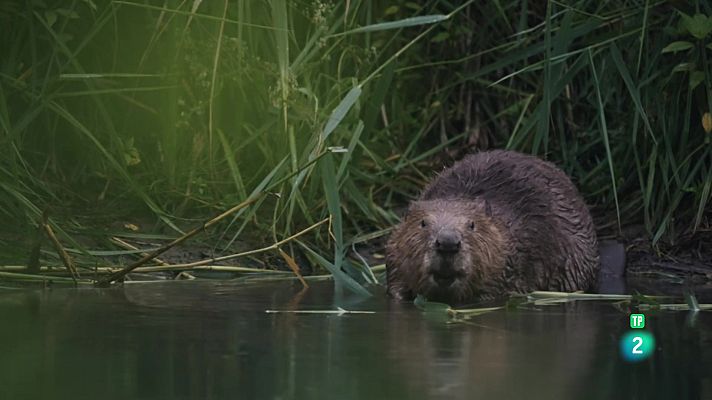 Som Documentals - El castor: una força de la natura