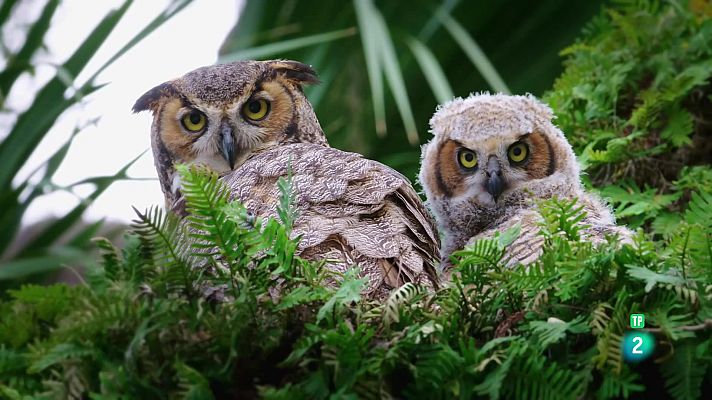 Som Documentals - Famílies animals sorprenents: Episodi 5