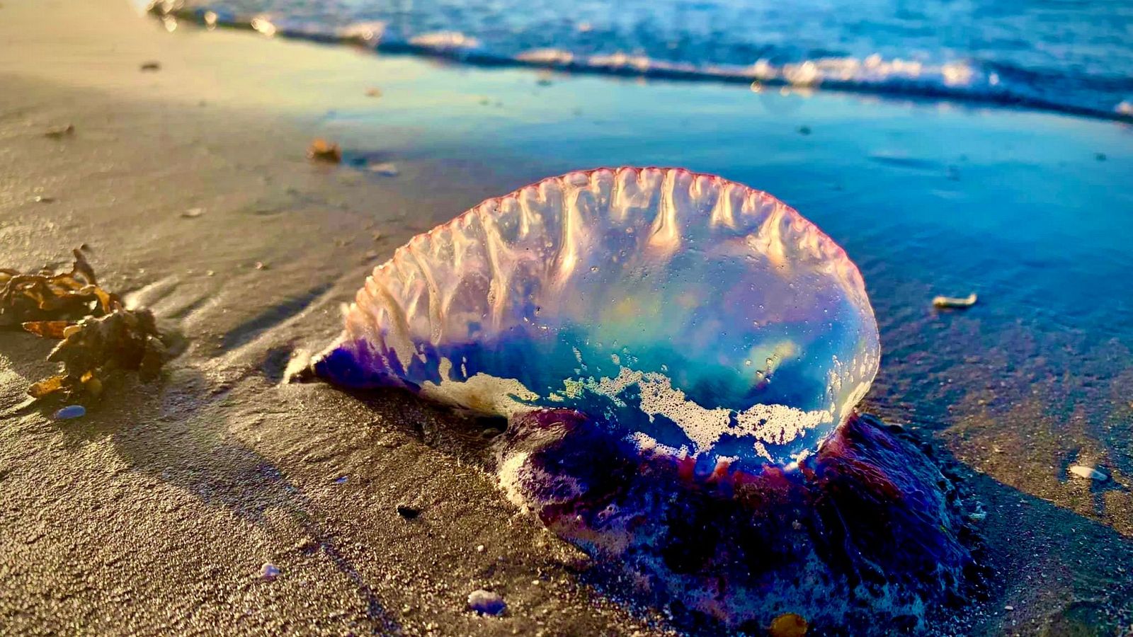 San Sebastián, en alerta por la presencia de carabelas portuguesas en sus playas - Telediario 1 | Ver