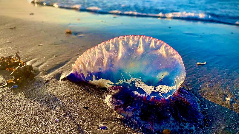 San Sebastián, en alerta por la presencia de carabelas portuguesas en sus playas - Telediario 1 | Ver