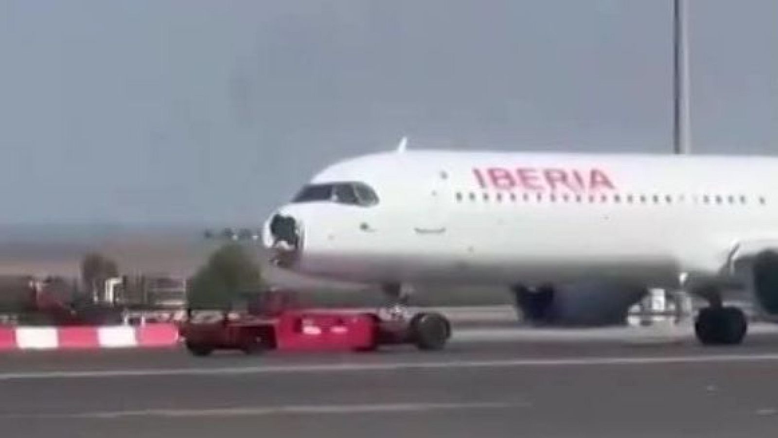 Un buitre choca contra un avión y le obliga a aterrizar | Ver