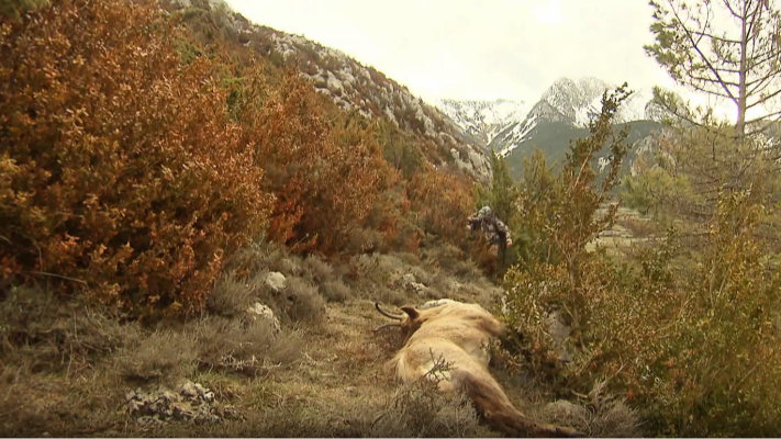 Telediario 1 - Cientos de furtivos son detenidos cada año por disparar a los animales sin licencia