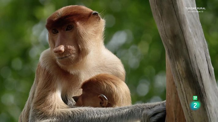 Som Documentals - Famílies animals sorprenents: Episodi 6