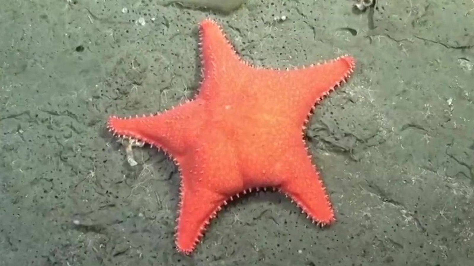 La estrella “culona” | Ver