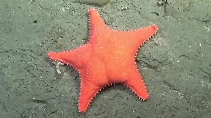 Aquí la Tierra - La estrella “culona”