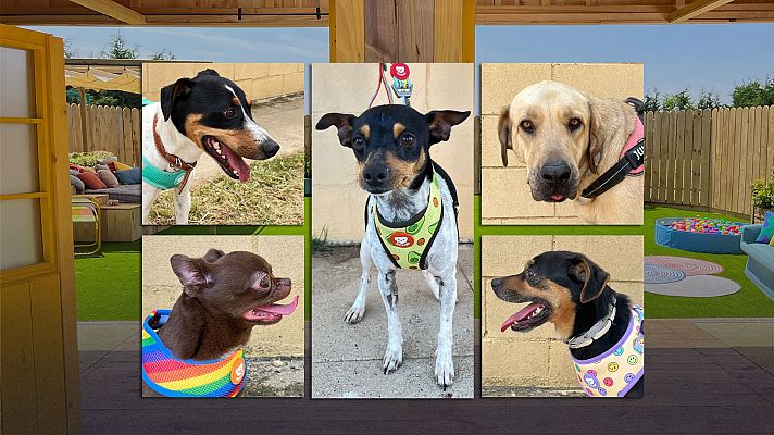 Dog House - Programa 4