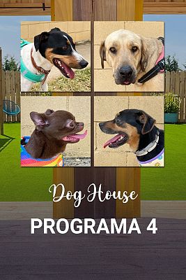 Dog House - Programa 4