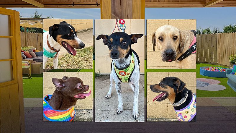 Dog House - Programa 4 - Dog House | Ver