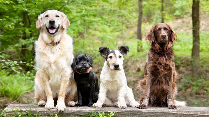 Mañaneros 360 - 'Dog House': ¿Cómo cuidar a tu mascota en verano?