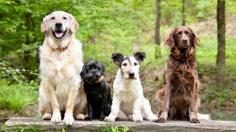 'Dog House': ¿Cómo cuidar a tu mascota en verano? - Mañaneros 360 | Ver