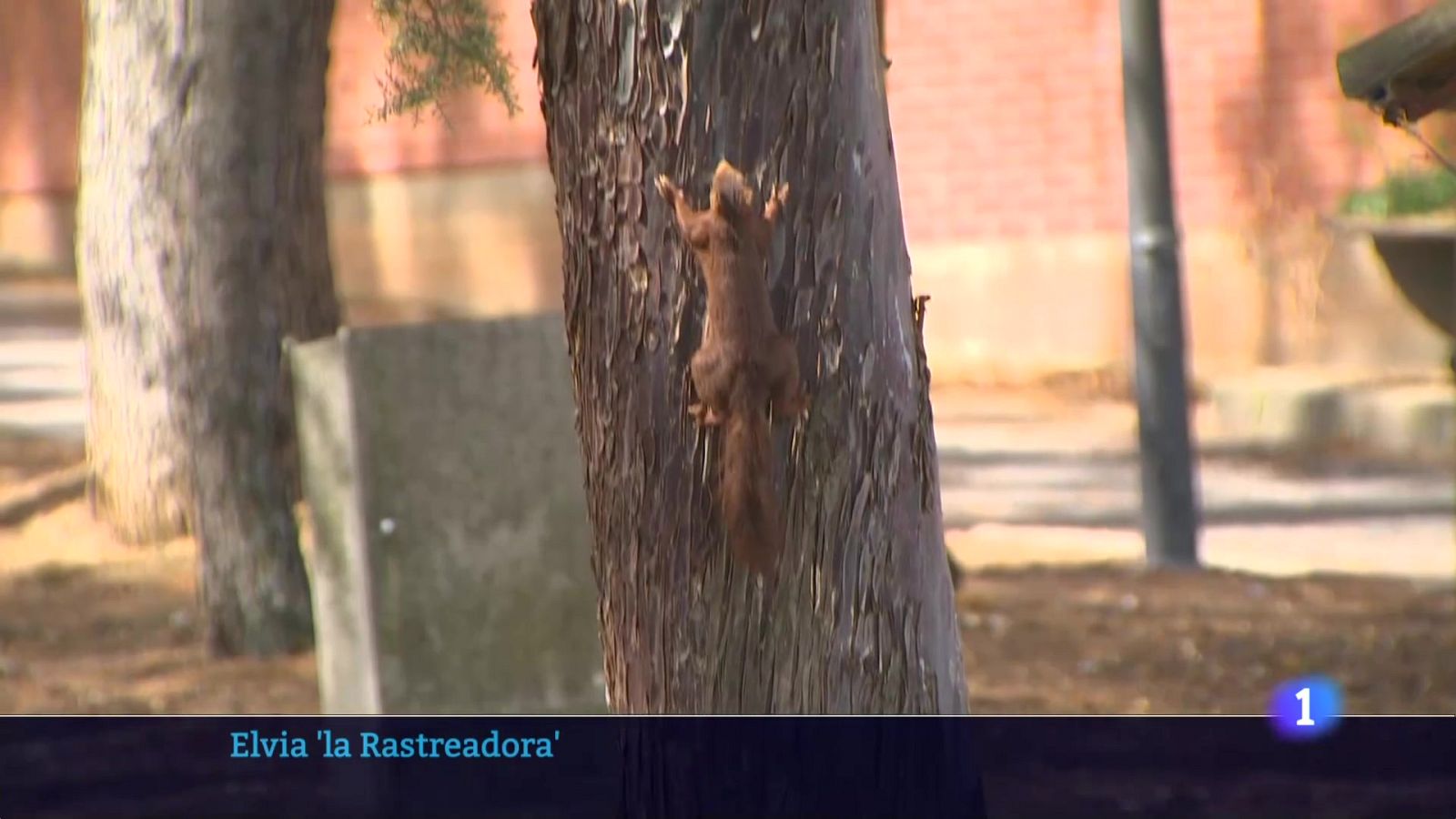 Informativo Telerioja 05-08-2025 Ver ahora | Ver