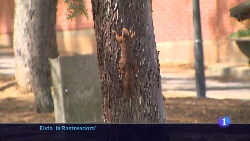 Informativo Telerioja 05-08-2025 Ver ahora | Ver