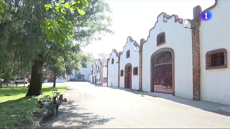 Raimat enceta la verema a les portes d'una onada de calor