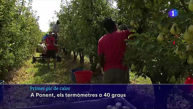 Preocupació per les condicions laborals dels temporers durant la calorada