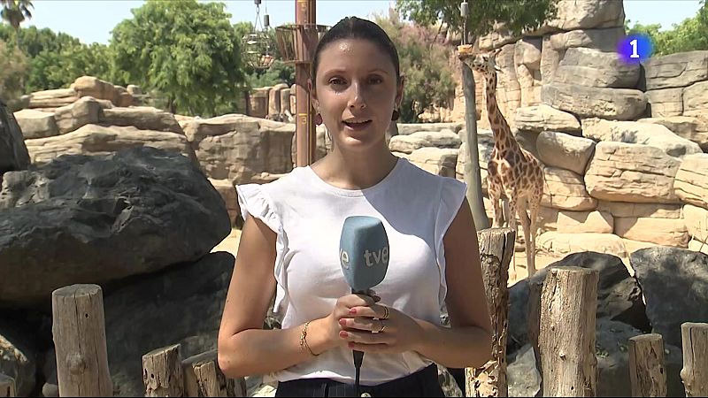 El Zoo de Barcelona també s'adapta a l'onada de calor - L'Informatiu | Veure
