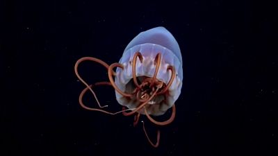Los animales marinos ms virales: en profundidad a travs de imgenes