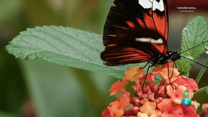 Som Documentals - Famílies animals sorprenents: Episodi 7