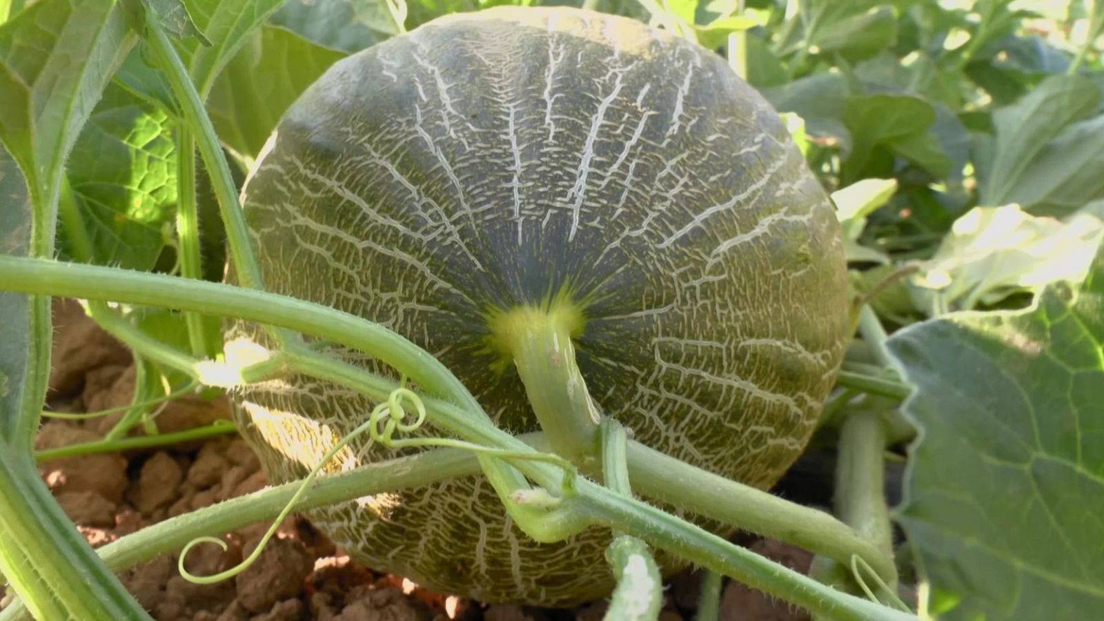 ¿Cómo se cosechan los melones? | Ver