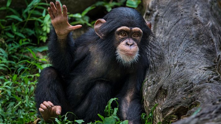 Telediario 2 - Los chimpancés aprenden imitando gestos y sonidos de sus madres