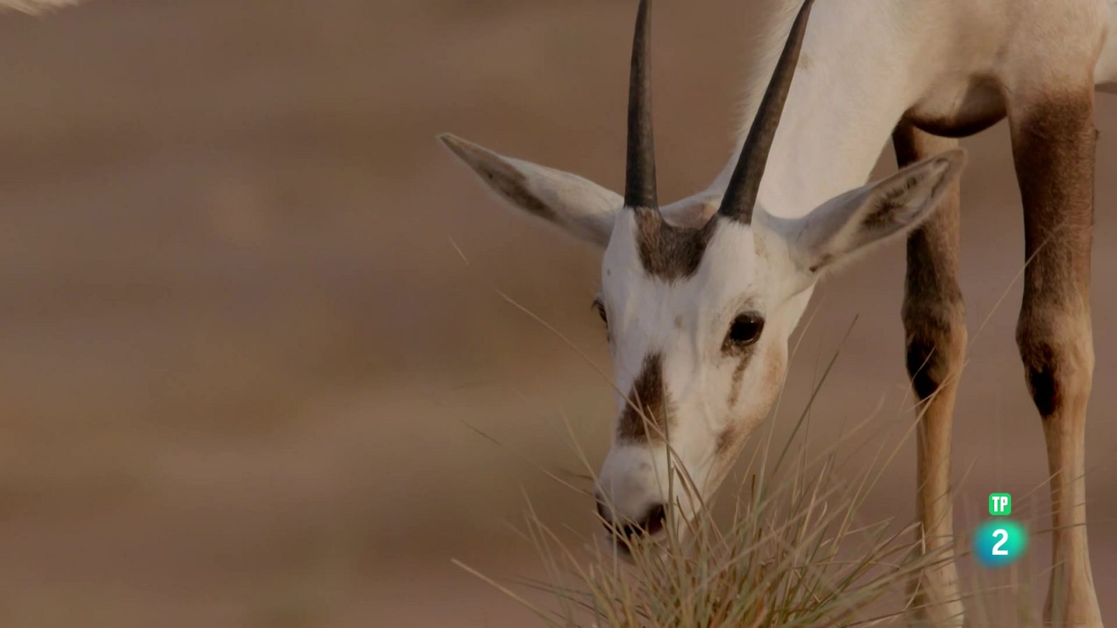 L'infern de l'Aràbia: Episodi 3. La vida i la mort a les dunes - Grans documentals - Som Documentals | Veure documental