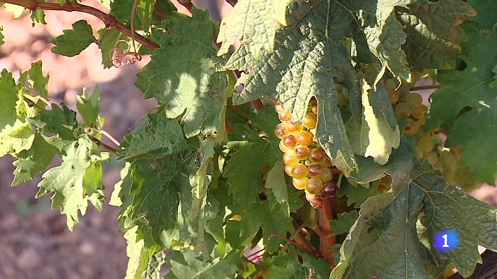 Informativo Telerioja - Informativo Telerioja 2 - 07-08-2025