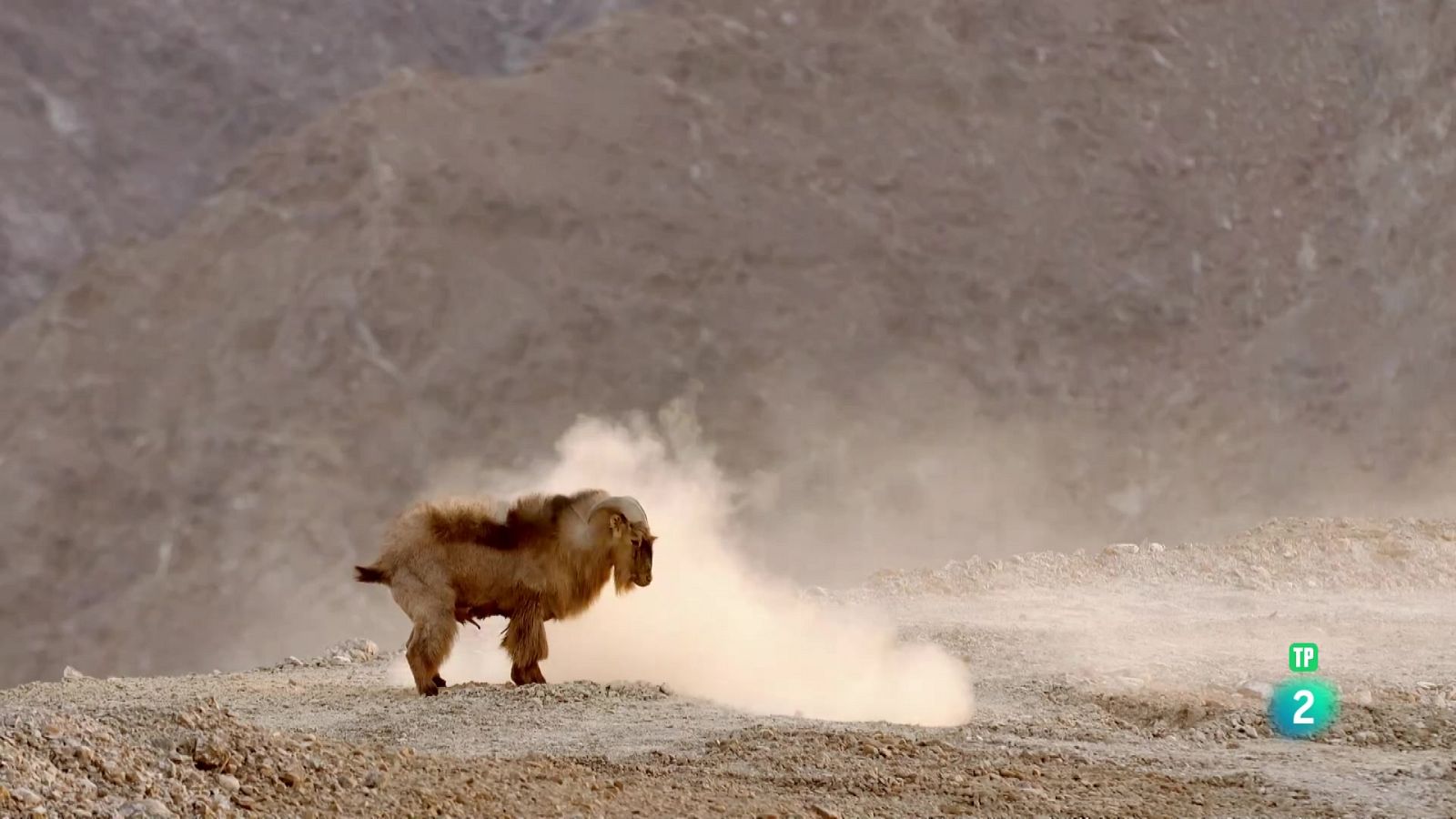 L'infern de l'Aràbia: Episodi 4. Les meravelles del Uadi - Grans documentals - Som Documentals | Veure documental