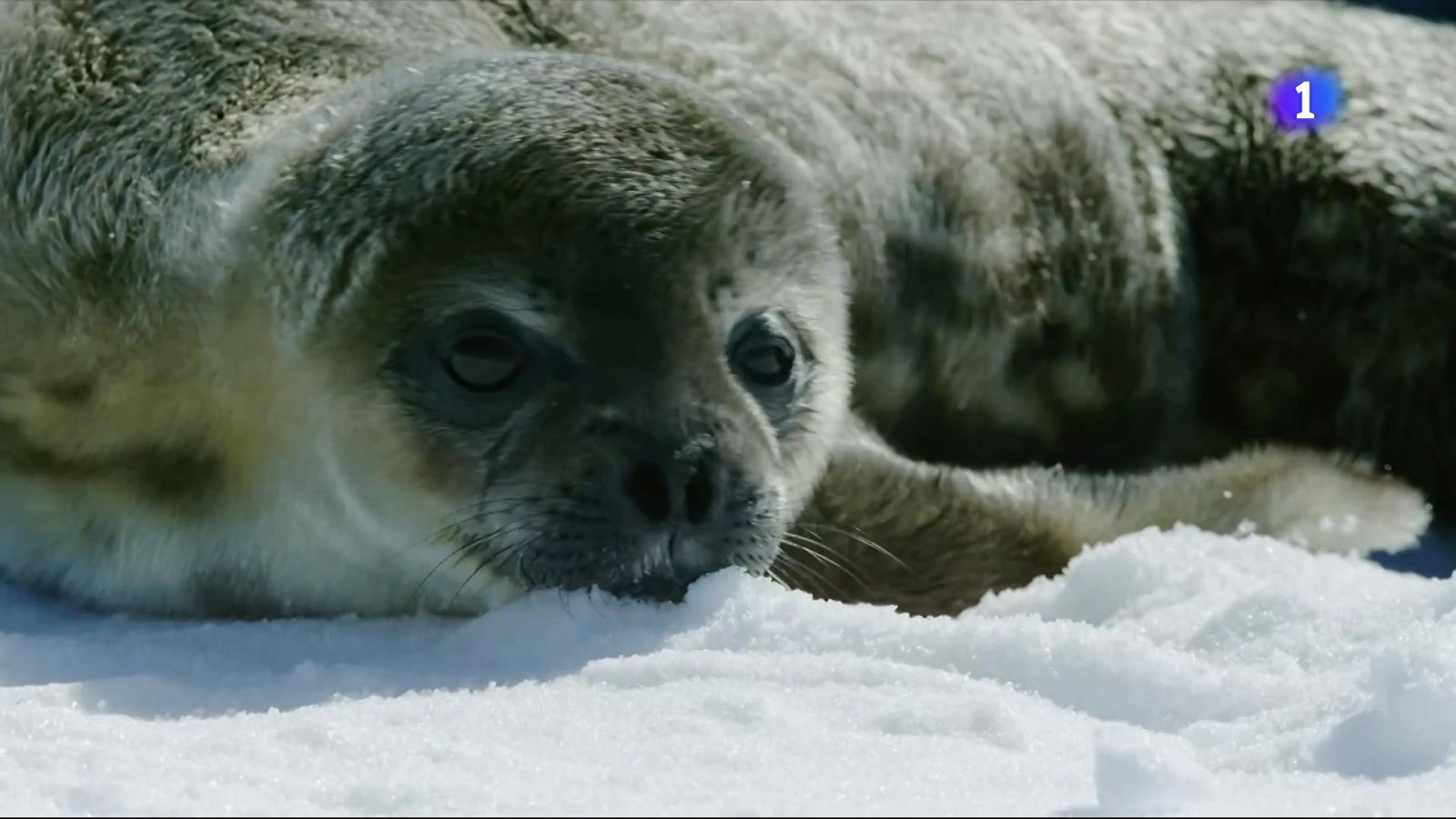 Barcelona acull l'estrena mundial de 'Antarctica Experience'