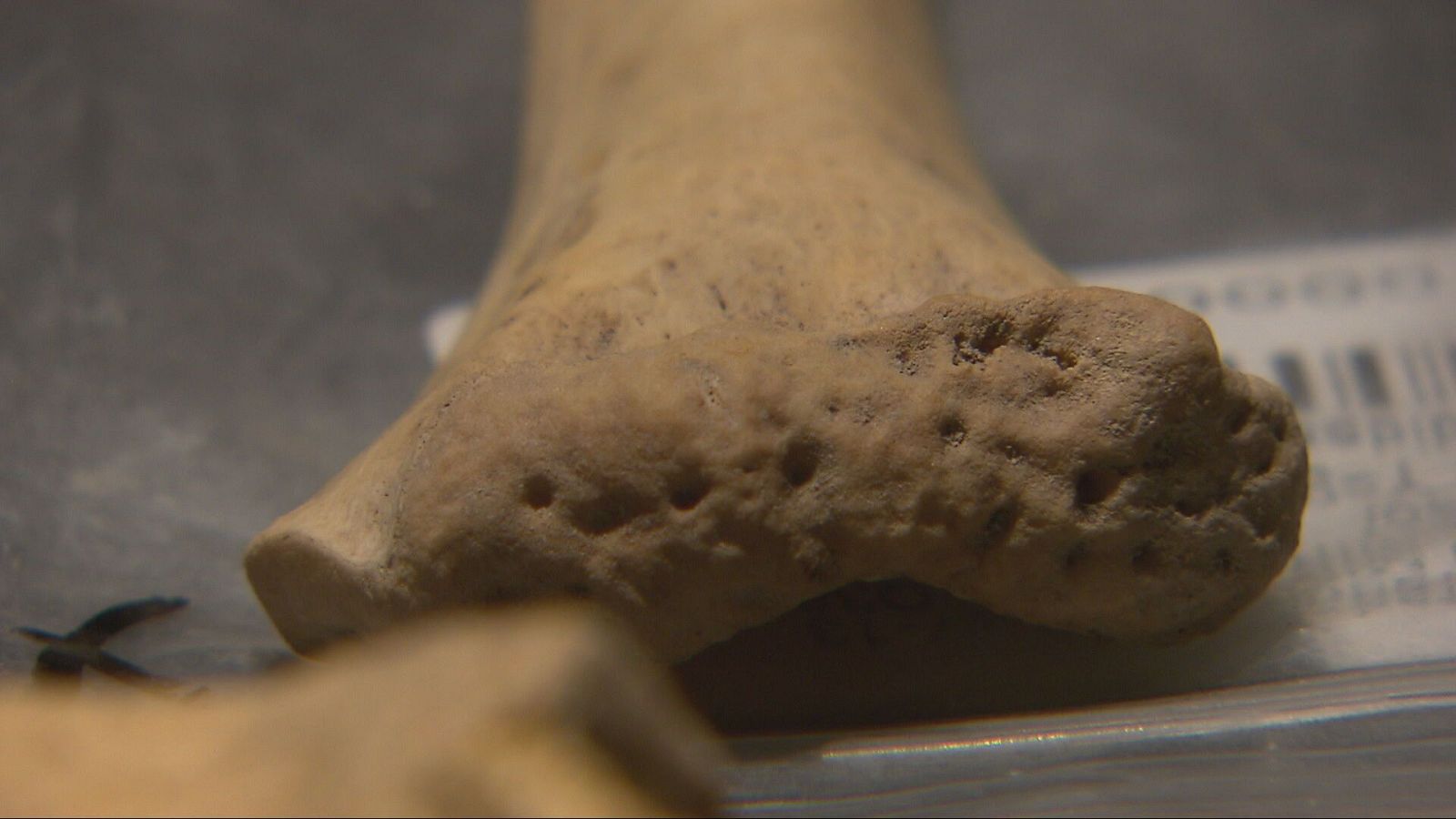 Canibalisme durant el Neolític