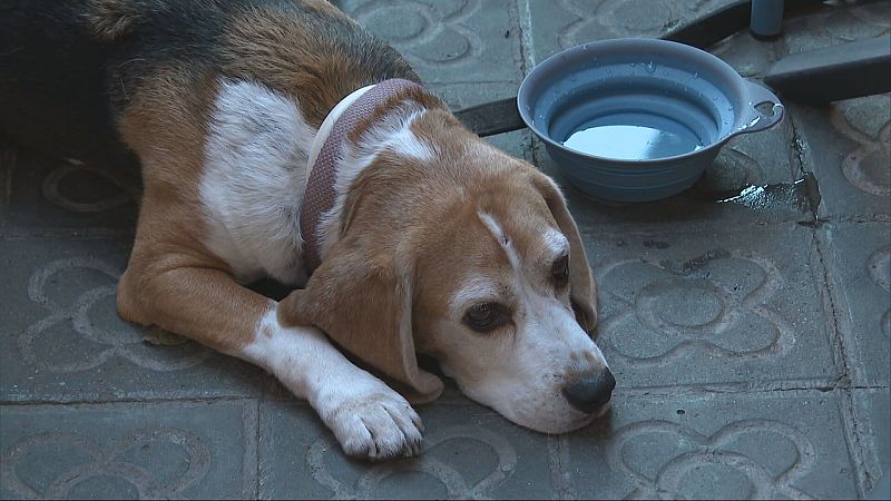 L'Informatiu - 10/08/2025