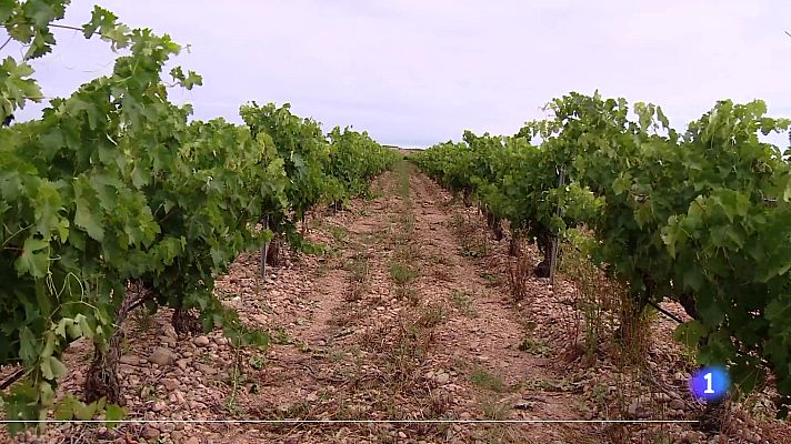 Informativo Telerioja - Informativo Telerioja 2 11-08-2025 Ver ahora