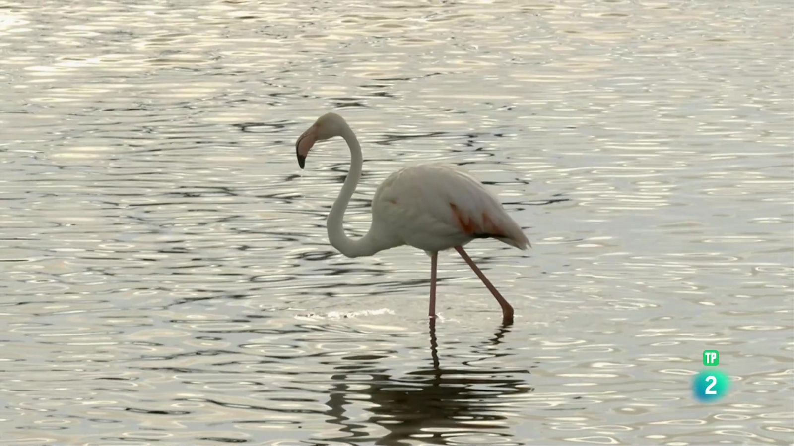 L'infern de l'Aràbia: Episodi 5. El senyor de l'aire - Som Documentals | Veure documental