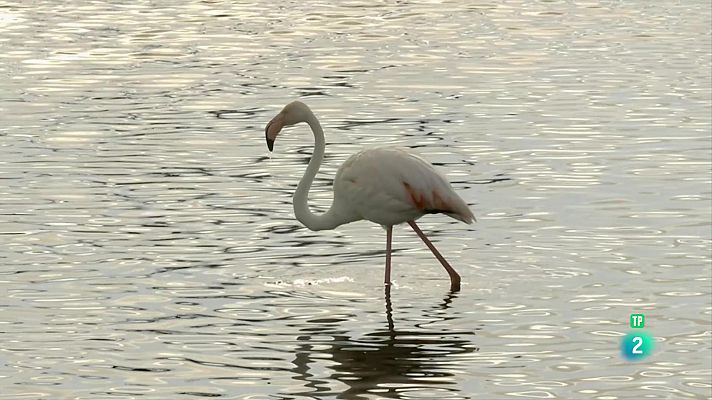 Som Documentals - L'infern de l'Aràbia: Episodi 5. El senyor de l'aire