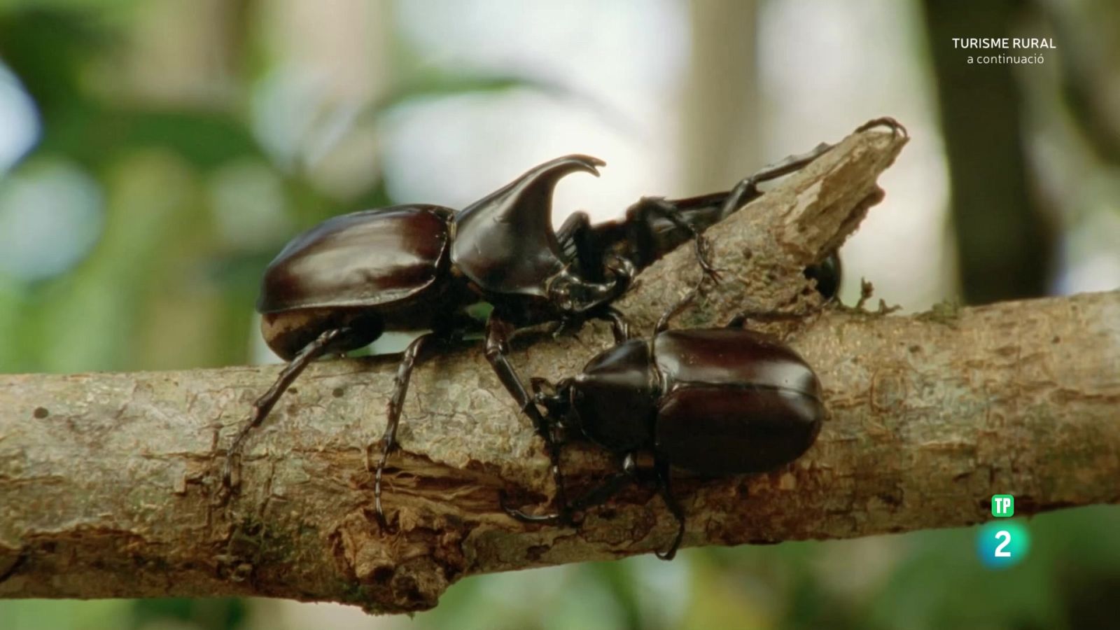 Famílies animals sorprenents: Episodi 10 - Grans Documentals - Som Documentals | Veure documental